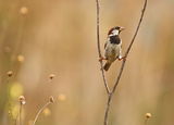 Italian Sparrow ; comments:57