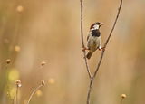 Italian Sparrow ; Коментари:57