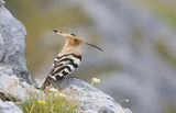 Hoopoe ; comments:33