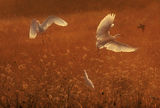 dust and cattle egrets ; comments:57