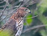 sharp-shinned hawk ; comments:14