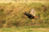 Млад фазан ; comments:15