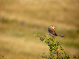 Червеногърба сврачка/Lanius collurio/Red-backed Shrike-Женски ; comments:22