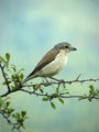 Червеногърба сврачка/Lanius collurio/Red-backed Shrike-Женски ; comments:14