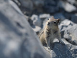 Земна катерица Ground Squirrel ; comments:44