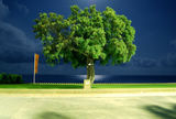самотно дърво ; comments:31
