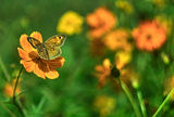 Банално заглавие за пеперудка и цвете ; comments:23