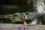 Grey heron ; comments:5