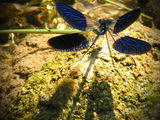 Dragonfly II... ; comments:6