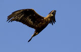Golden eagle ; comments:5
