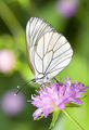 Бяла овощна пеперуда (Aporia crataegi) ; comments:8