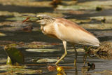 squacco heron hunting dragonfly ; comments:58