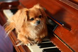 Lira relaxing on the piano ; comments:5