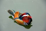 Mandarin Duck / Aix galericulata ; Коментари:38