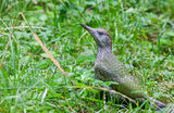  Зелен кълвач (Picus viridis ) ; comments:6