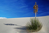 White sands+yucca ; comments:12