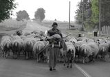 пастирчето ; comments:26