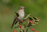 Spotted flycatcher ; comments:20