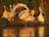 White pelican morning idyll 2 ; comments:28