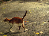 котка с цвят на есен ; comments:2