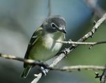 blue-headed vireo ; comments:7