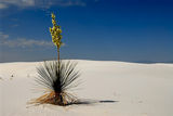White sands+yucca(2) ; comments:14