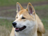 AKITA INU ; comments:5