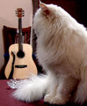 Guitar Cat ; comments:4