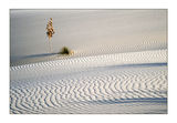 White sands(2) ; comments:49