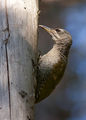 Сив кълвач ( Picus canus ). ; comments:21