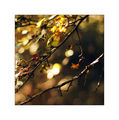Autumn impressions ; comments:8
