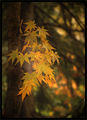 Autumn Leaves ; comments:12