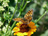 Венерината седефка (Argynnis paphia) ; comments:11