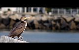 Phalacrocorax carbo ; comments:7