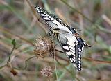 Papilio machaon - Голям полумесец ; comments:8