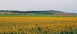 ...sunflowers fields forever... :) ; comments:8