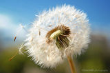 ..dandelion.. ; comments:1