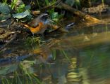 Common Redstart ; comments:20