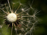 sparklz dandelion ; comments:2