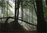Вълшебната гора ; comments:7