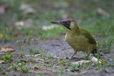 Зелен кълвач/Picus viridis/Green Woodpecker ; comments:13