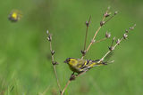 Елшова скатия/Carduelis spinus/Siskin ; comments:11