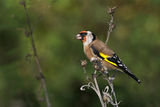 Goldfinch ; comments:18