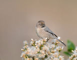 Bushtit, много малко птиченце ; comments:24