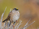 Golden Crowned Sparrow ; comments:11