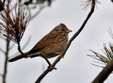 Melospiza lincolnii, Lincoln&#039;s Sparrow ; comments:12