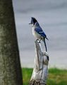 Blue Jay ; Comments:6