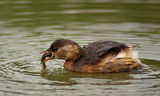 Малък гмурец (Tachybaptus ruficollis) ; comments:23