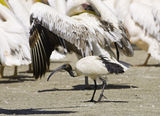 Видове. Малък свещен ибис сред големи розови пеликани. ; comments:10