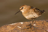 Тъмногръд брегобегач (Calidris alpina ) Dunlin ; comments:23